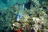 2009-09-08 13-00-54Li